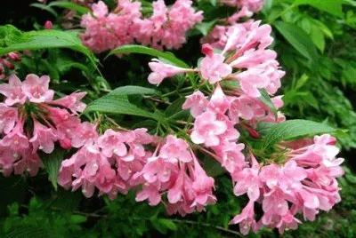 weigelia