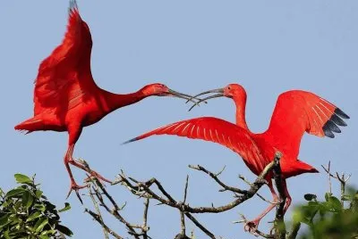 deux ibis rouges