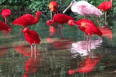 ibis rouges