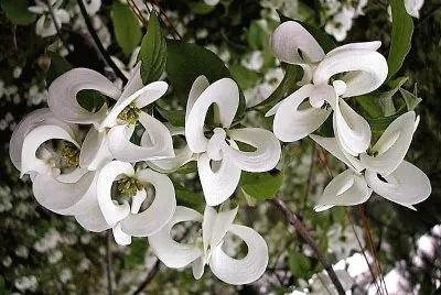 flores