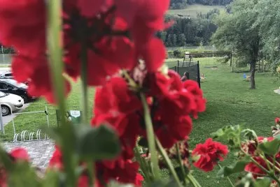 flowers in Austria