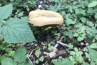 mushroom jigsaw puzzle