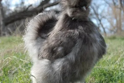 Gallina moroseta blu