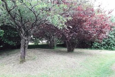 Sous bois