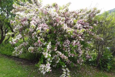 Weigelia
