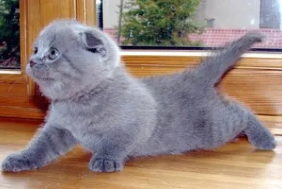 Scottish fold bleu