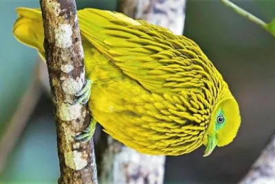 natural