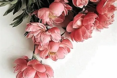 flores