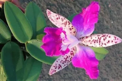 flores
