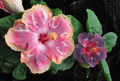 flores