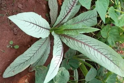 natural