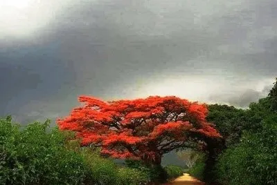 Bosque Secreto...