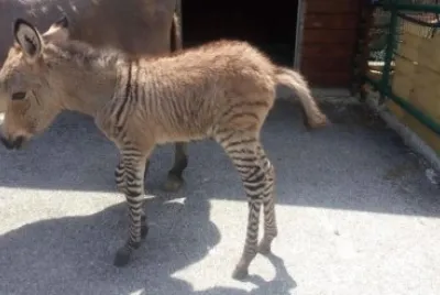 Zonkey