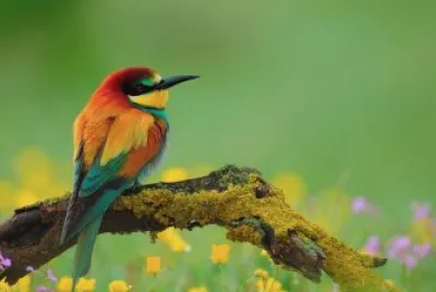 Bird