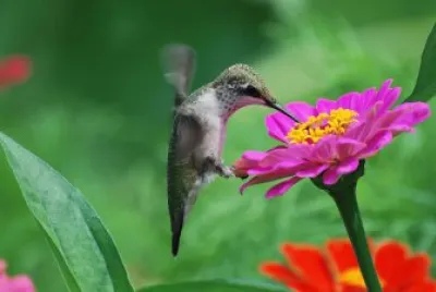 Bird