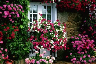 Flowers