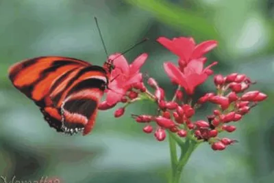 butterfly