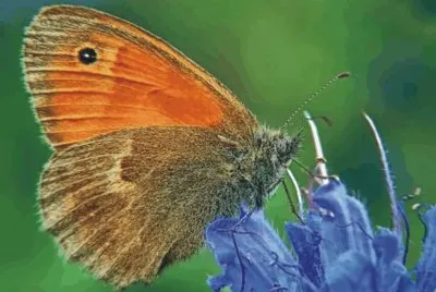 butterfly