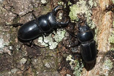 Higata kuwagata