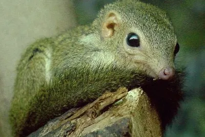 Tupaia minor