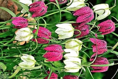 flores