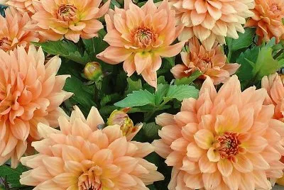 flores