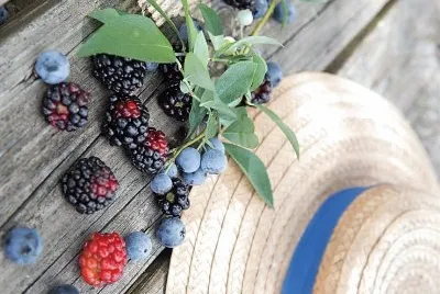 frutas