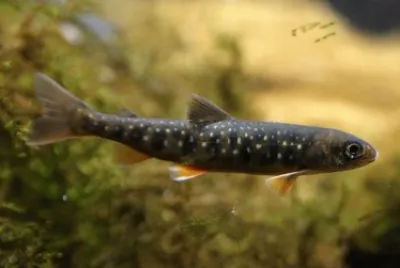 Salvelinus umbla