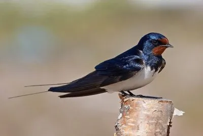 hirondelle
