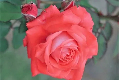 flores