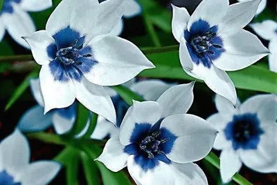 flores