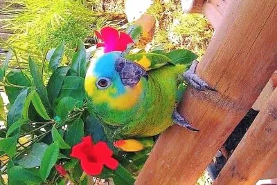 natural jigsaw puzzle