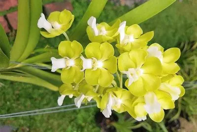 flores