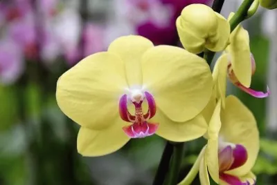 flores