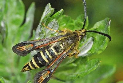 Bembecia ichneumoniformis