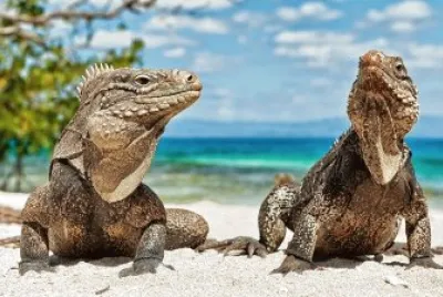 iguanas