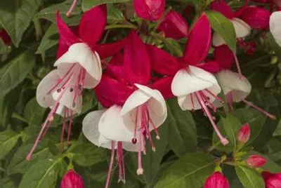 פאזל של fuchsia
