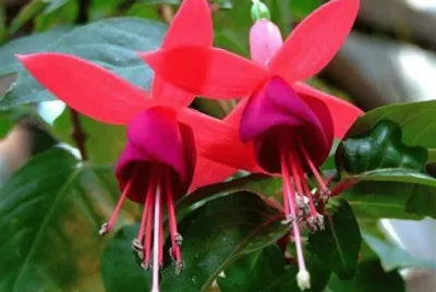 פאזל של fuchsia