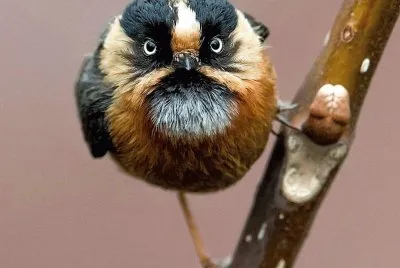 natural