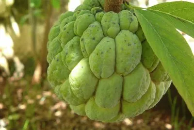 frutas