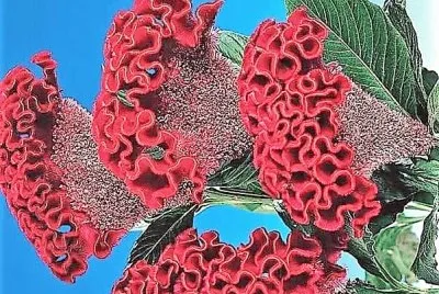 פאזל של flores