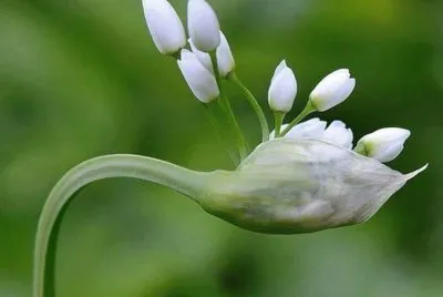 פאזל של flores