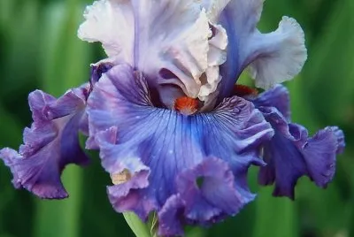 פאזל של flores
