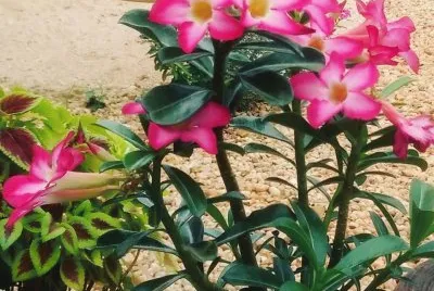 פאזל של flores