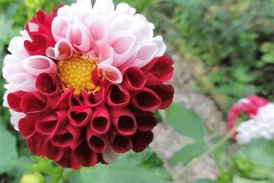 פאזל של flores