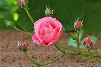 פאזל של flores