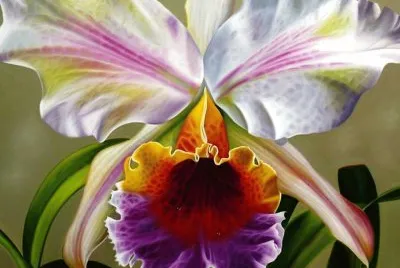 פאזל של flores