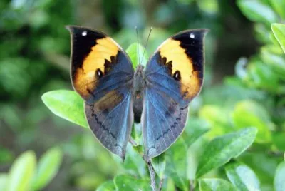 Kallima inachs