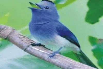 Birds