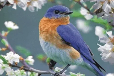 Birds